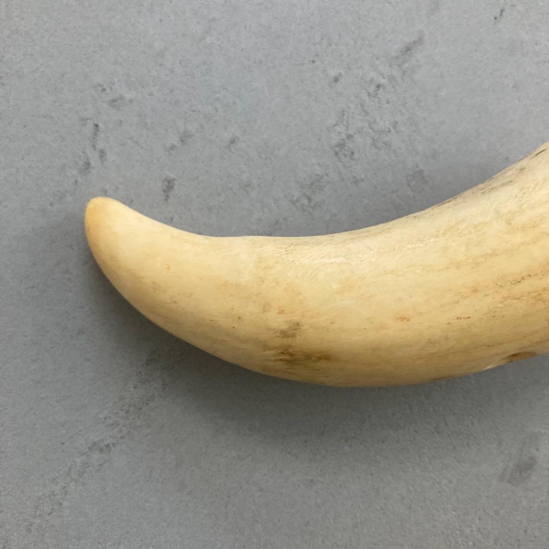 鯨歯？