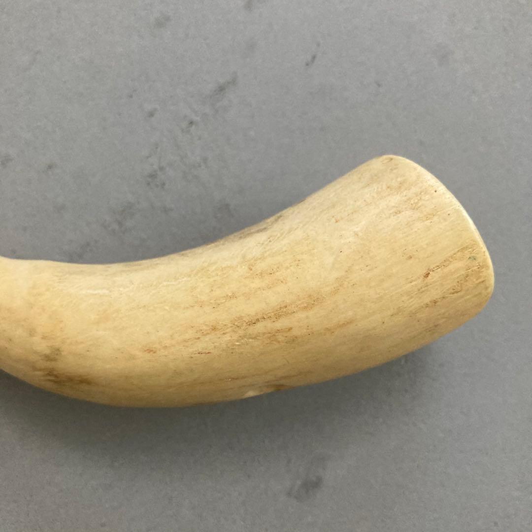 鯨歯？