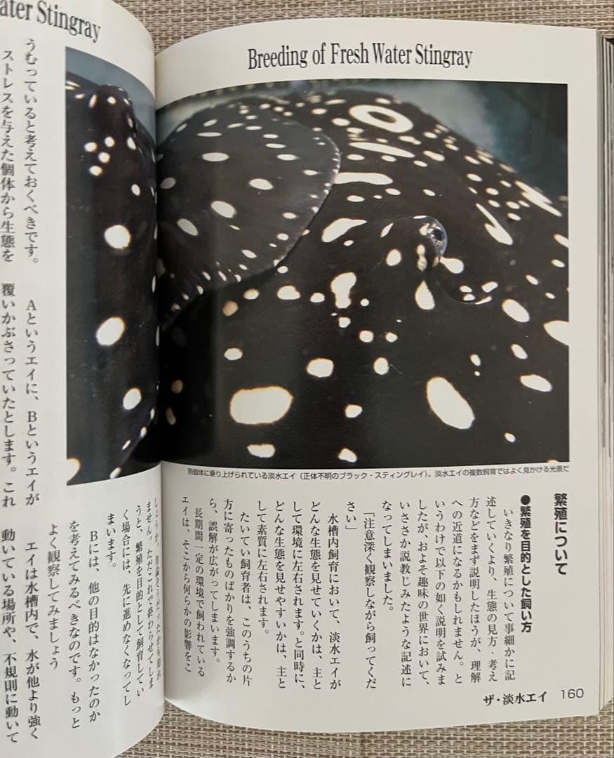 ザ・淡水エイ アクアリウム・シリーズ