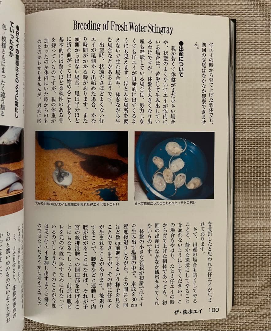 ザ・淡水エイ アクアリウム・シリーズ