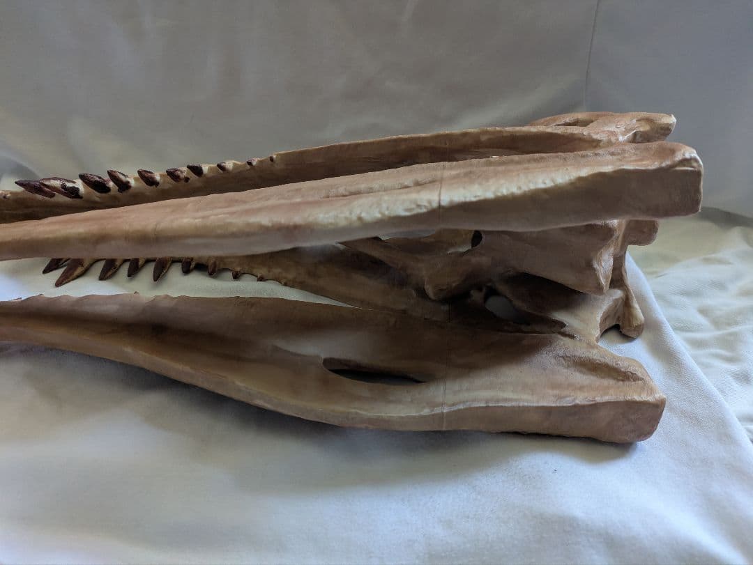 スピノサウルス　オキサライア　化石　レプリカ