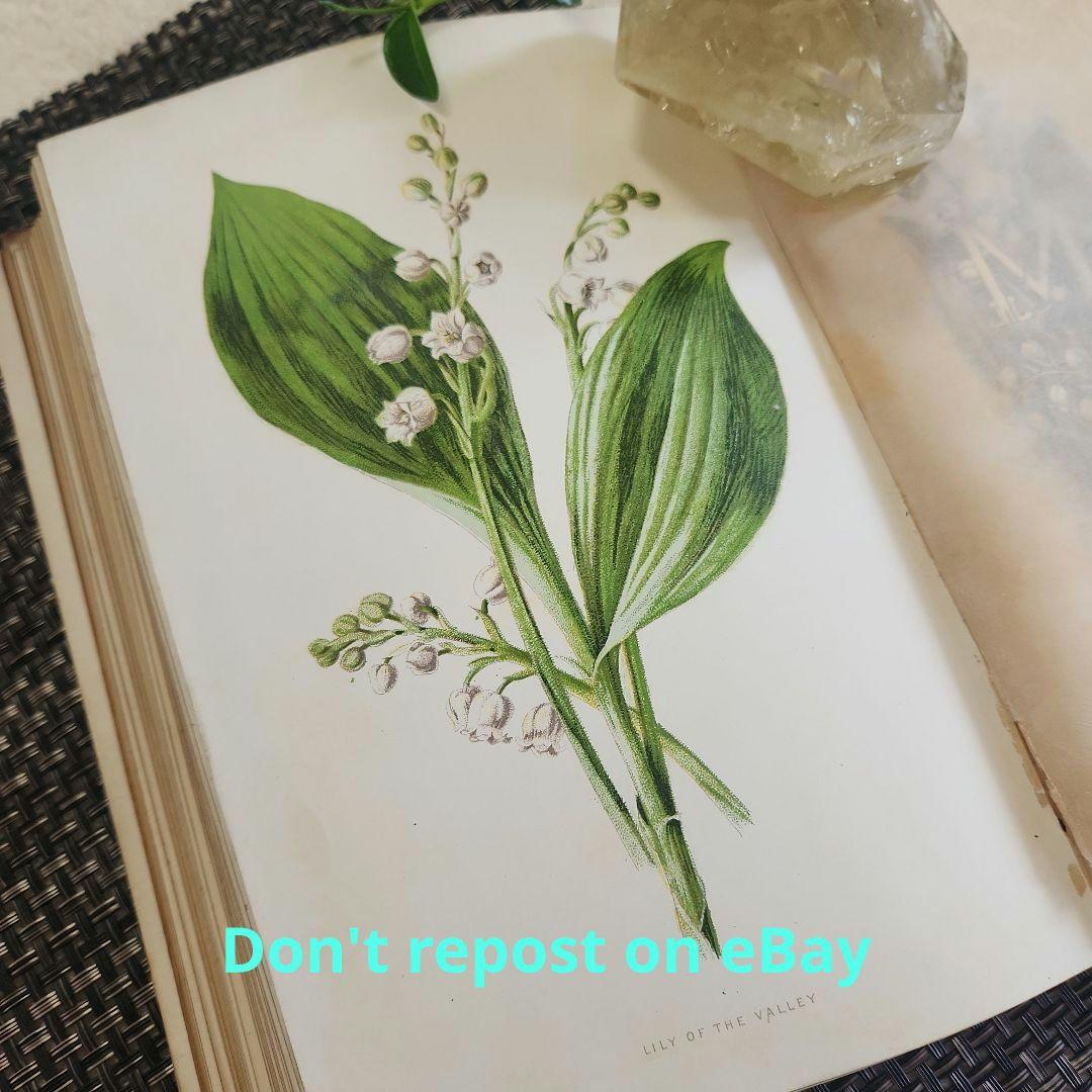 植物図鑑　洋書　古書　ボタニカルアート　アンティーク　リトグラフ　25