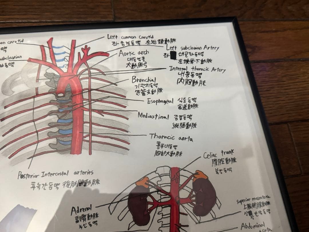 【真作原画/一点物】解剖学 手描き図譜 額装済(心臓・大血管・腹部臓器）