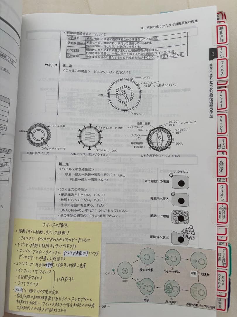 国試の麗人