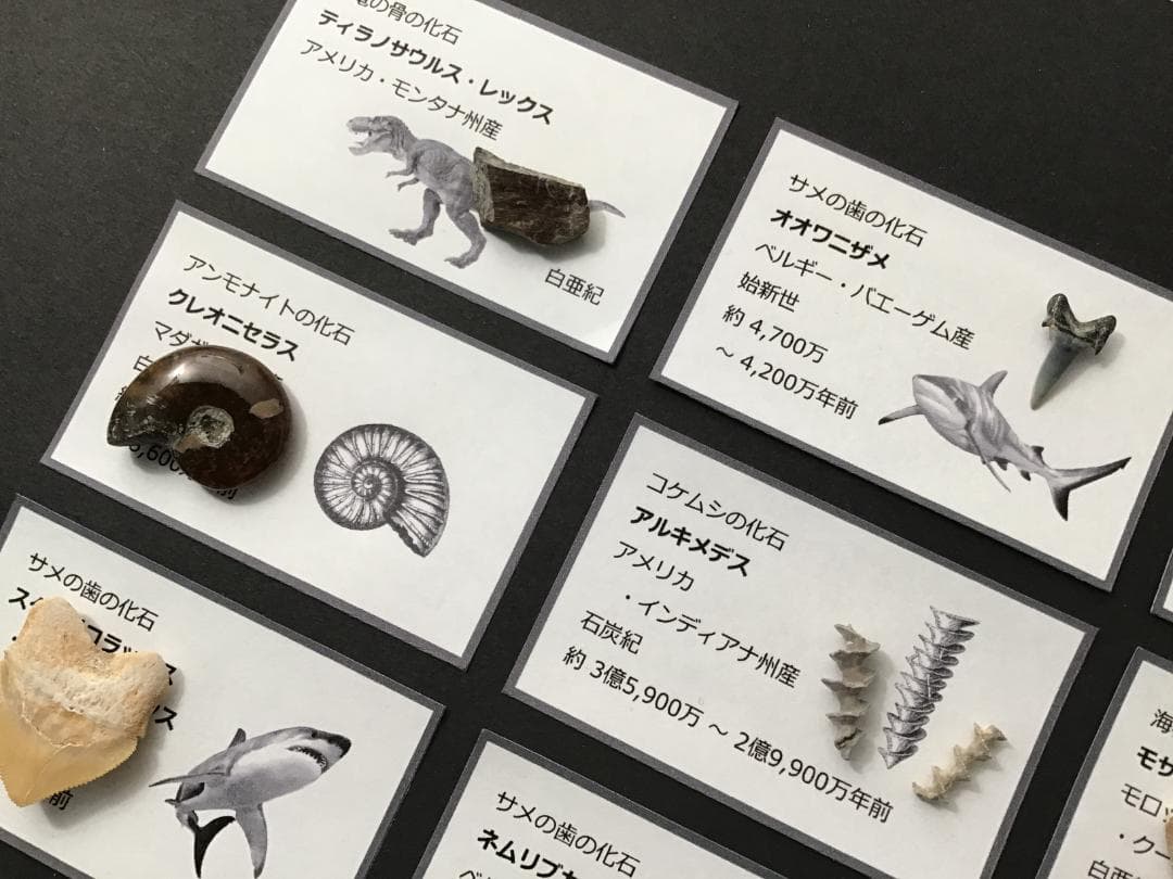 化石 20種 セット [ZG6] トリケラトプス ティラノサウルス 恐竜の歯