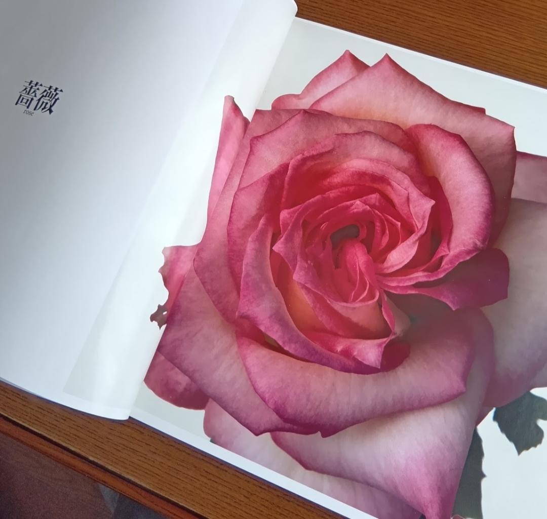 「花」 浅井慎平写真集　大型本 – 1991年　サンリオ