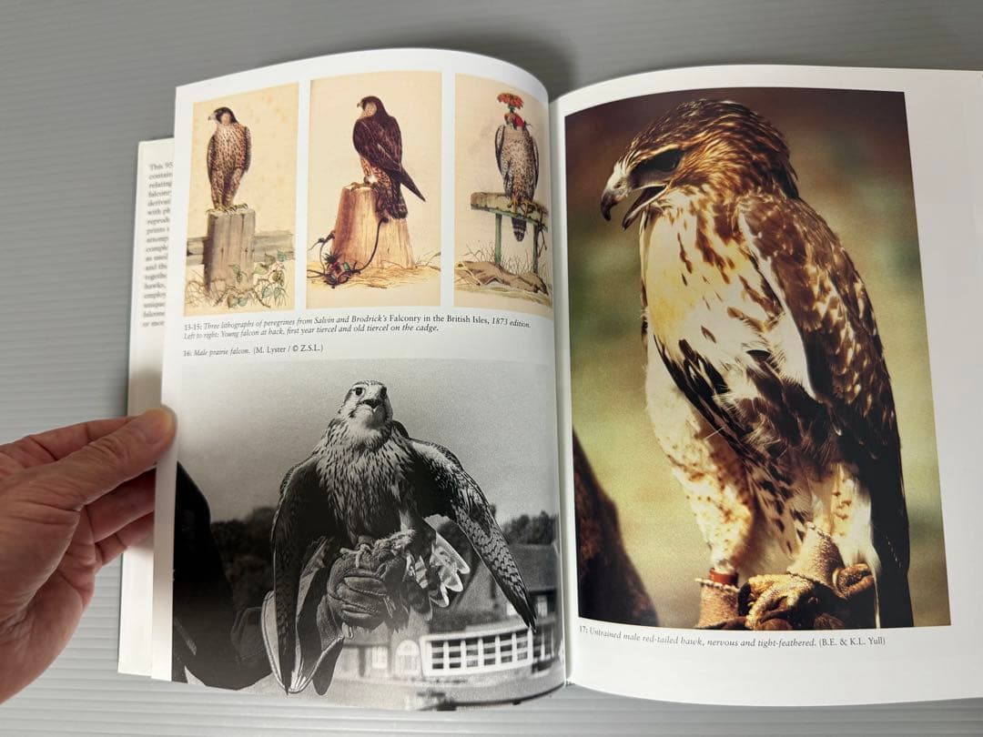 THE ENCYCLOPEDIA OF FALCONRY 鷹狩り 猛禽類 洋書