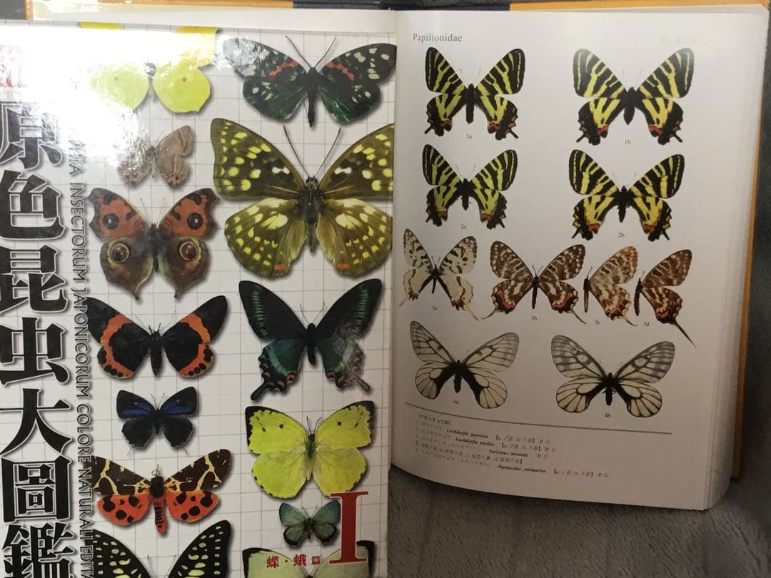 未読新本⭕️新訂 原色昆虫大図鑑　第 I 巻（蝶・蛾 篇）ビニールカバー函付　大判