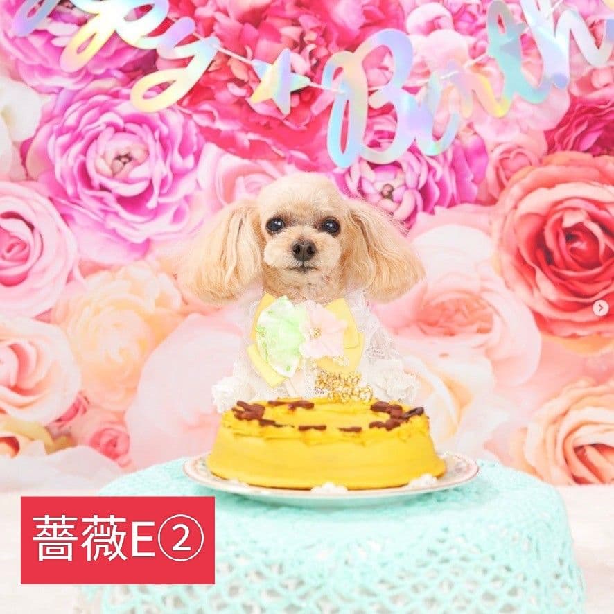 背景布×5+1　ペット撮影用フォトブース　トリミングチョーカー販売中　春　夏