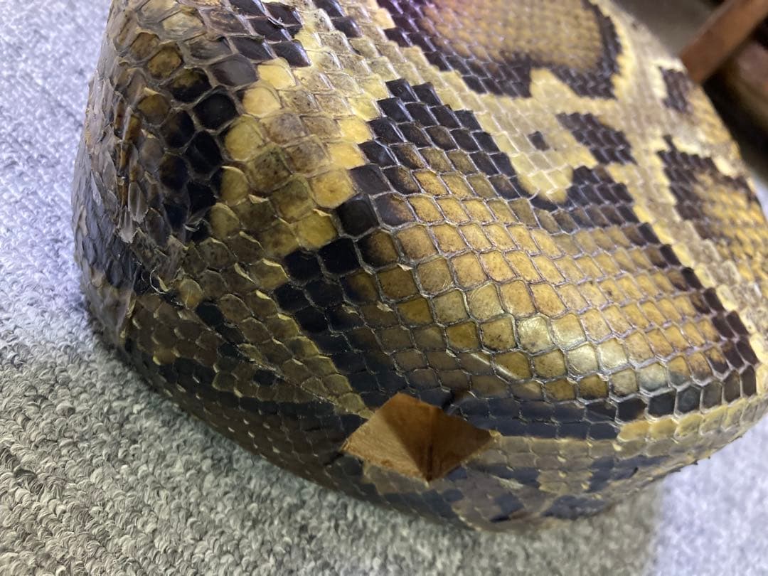 三線　胴　チーガ　本皮1枚張り