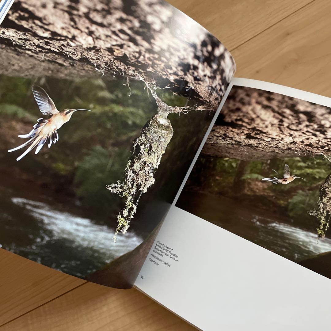 birds of brazil ブラジル 野鳥 写真集