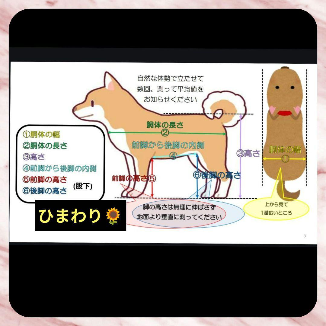 ちゃたろう　柴犬4輪　リハビリ　食事補助　犬用車椅子　介護　犬の歩行器