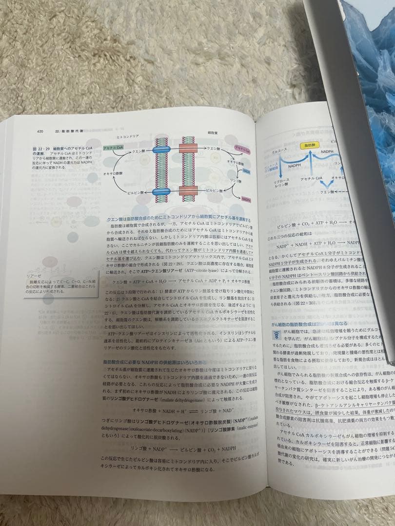 ストライヤー 生化学 第8版　東京化学同人