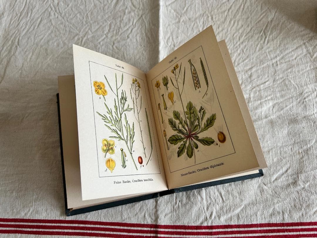１９０２年　石版印刷　ボタニカル　植物解剖図　ドイツ　植物図鑑　アンティーク