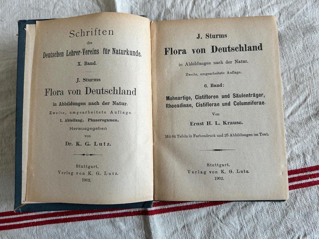 １９０２年　石版印刷　ボタニカル　植物解剖図　ドイツ　植物図鑑　アンティーク