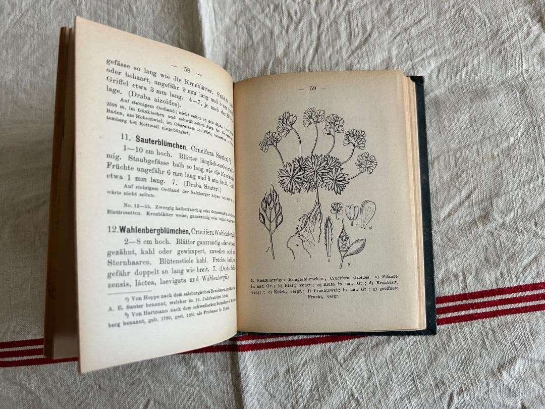 １９０２年　石版印刷　ボタニカル　植物解剖図　ドイツ　植物図鑑　アンティーク