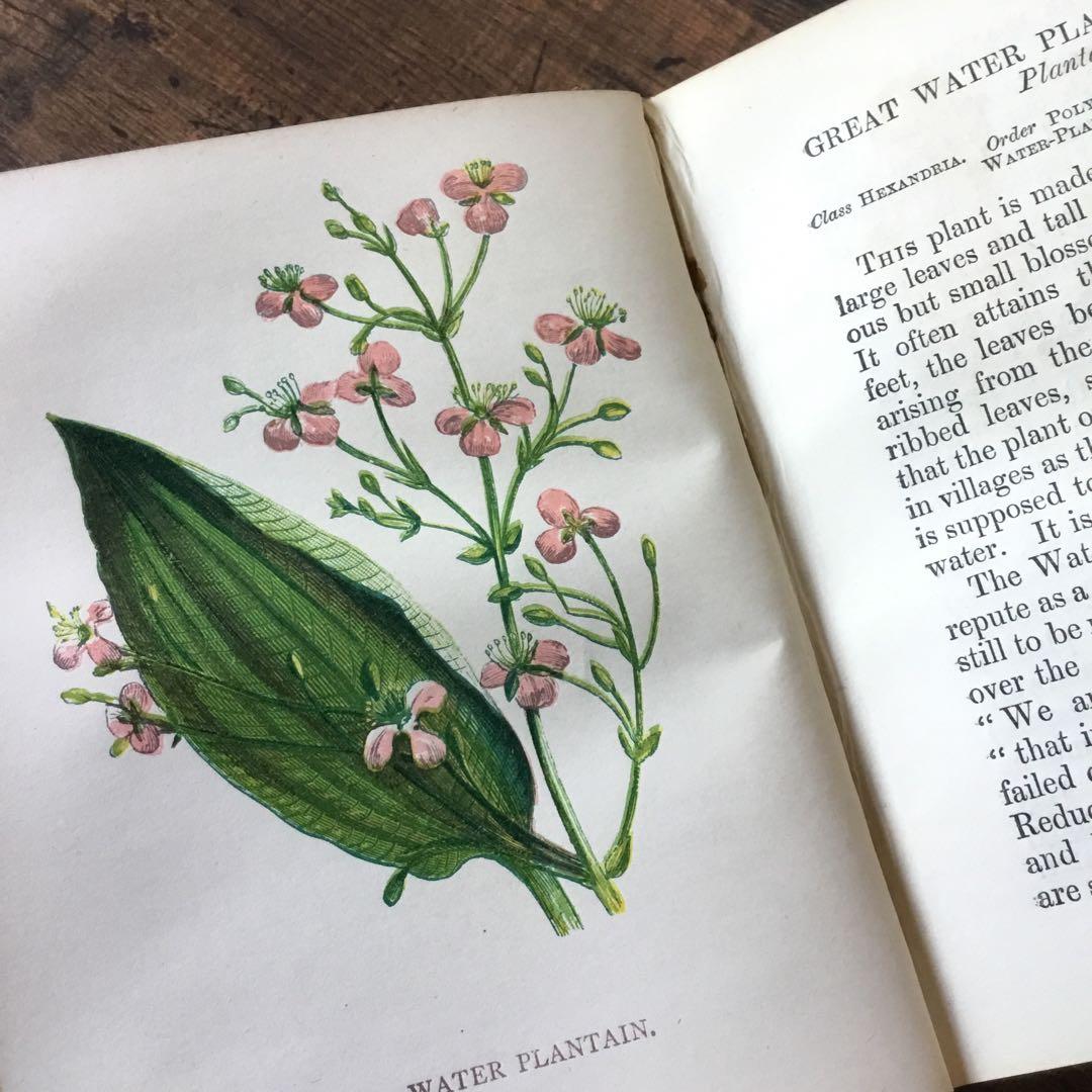 洋書　イギリス　植物図鑑　古い図鑑