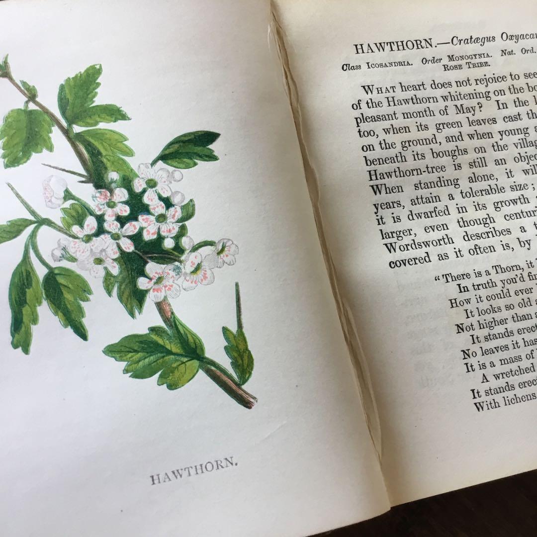 洋書　イギリス　植物図鑑　古い図鑑