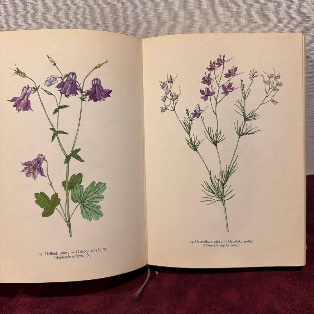 ❤️アイズピリ ❤️訳ありセール46B①1960年チェコ植物画集　洋書