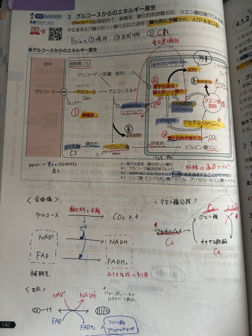 111回薬剤師国家試験対策参考書　青本青問セット　おまけつき