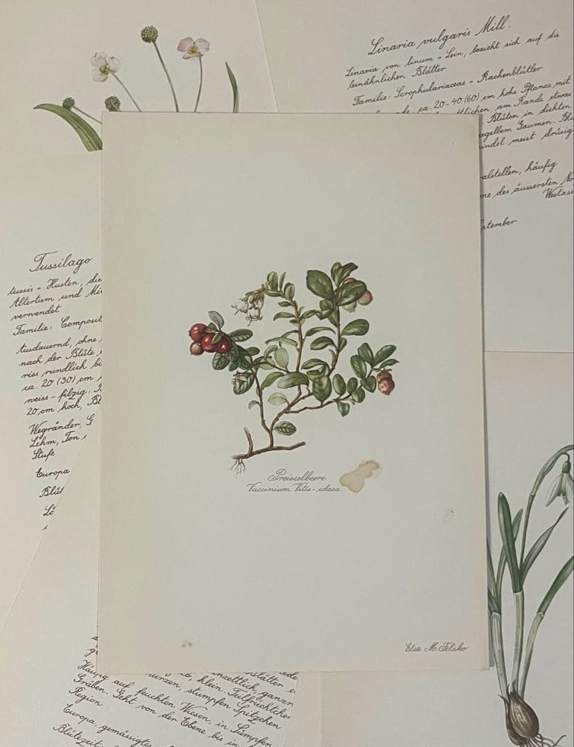 No.437ドイツ ヴィンテージ 紙もの ボタニカルアート 植物図鑑 水彩画