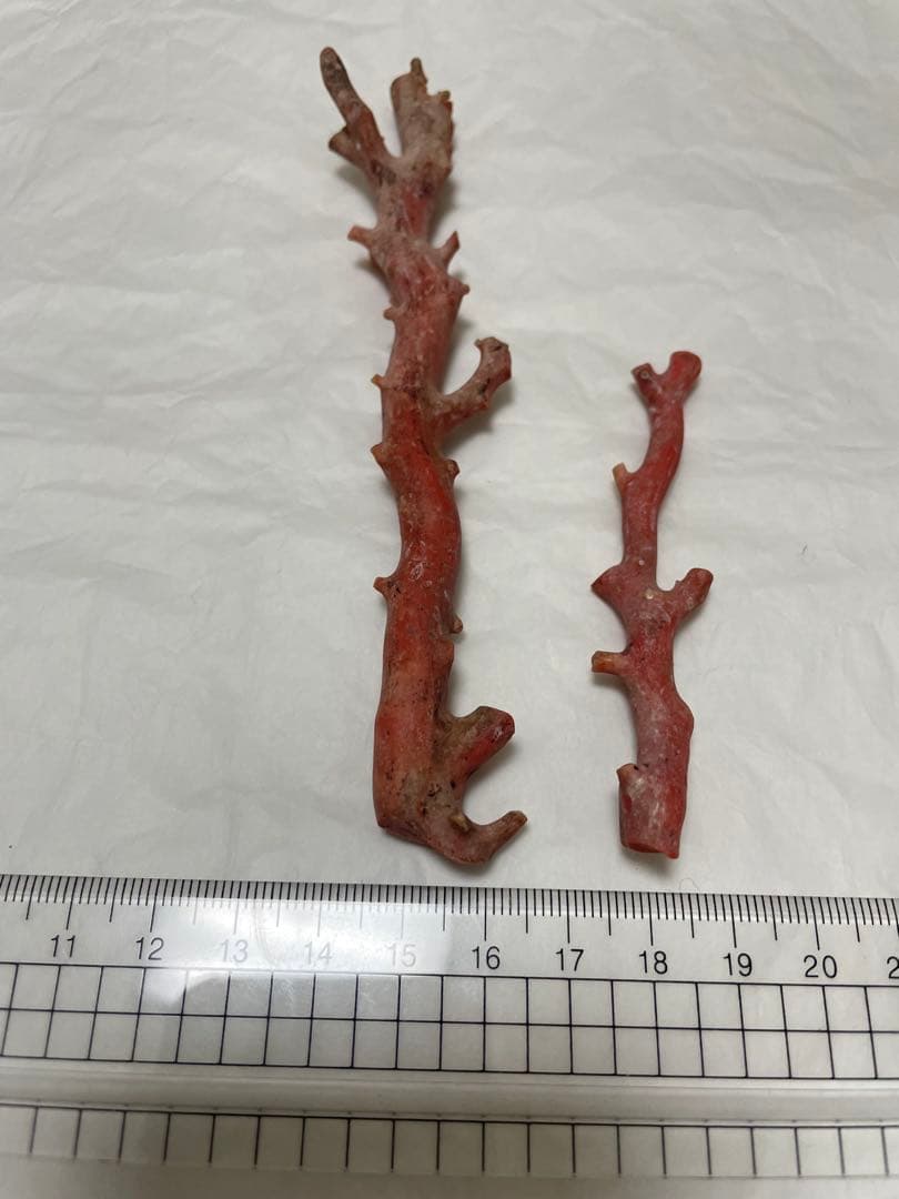 珊瑚サンゴ、赤珊瑚、本珊瑚原木の置物