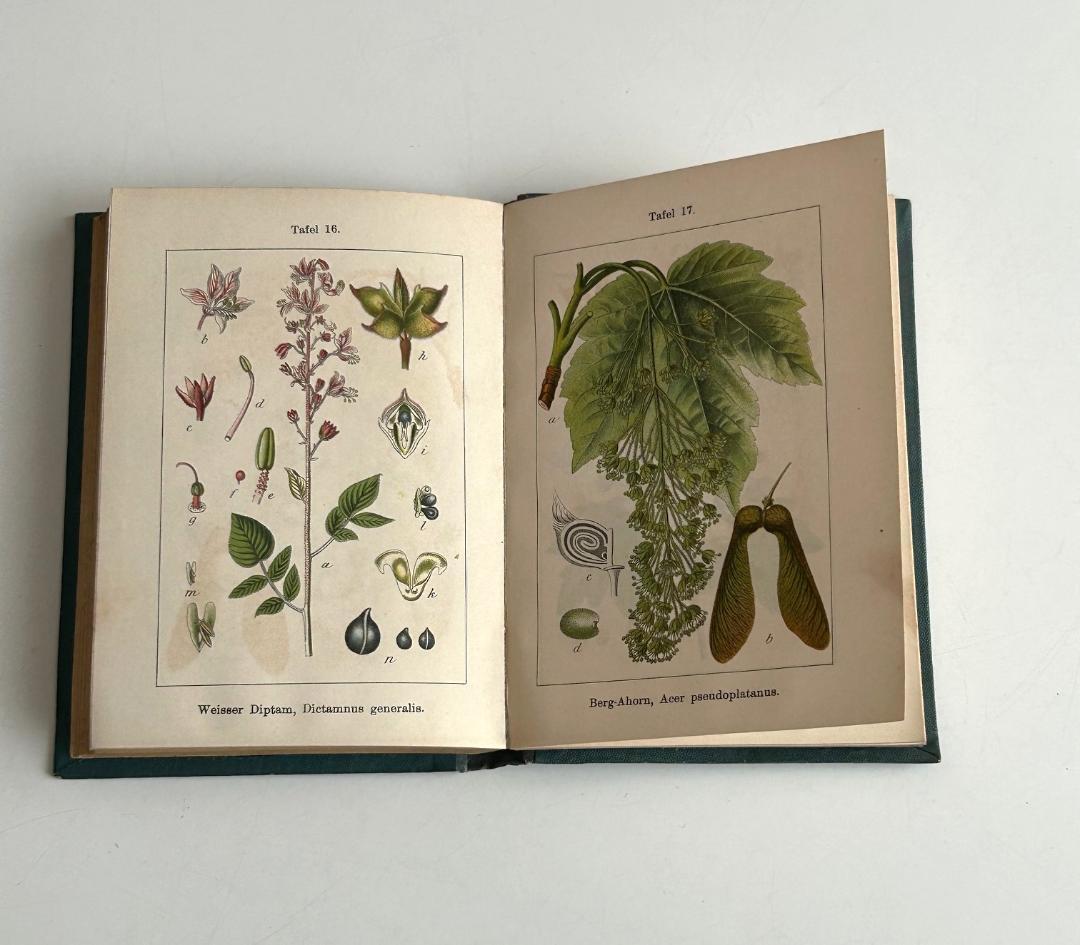 １９０２年　石版印刷　ボタニカル　植物解剖図　植物図鑑　アンティーク