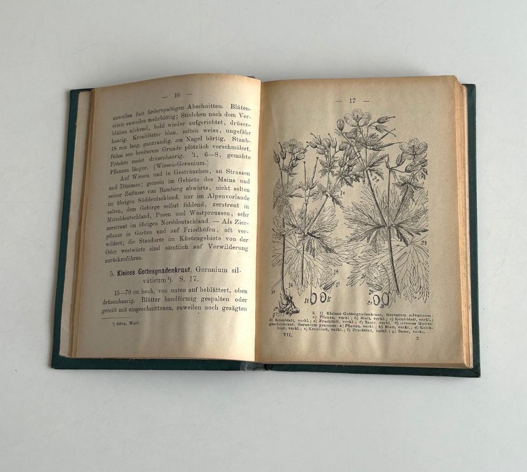 １９０２年　石版印刷　ボタニカル　植物解剖図　植物図鑑　アンティーク