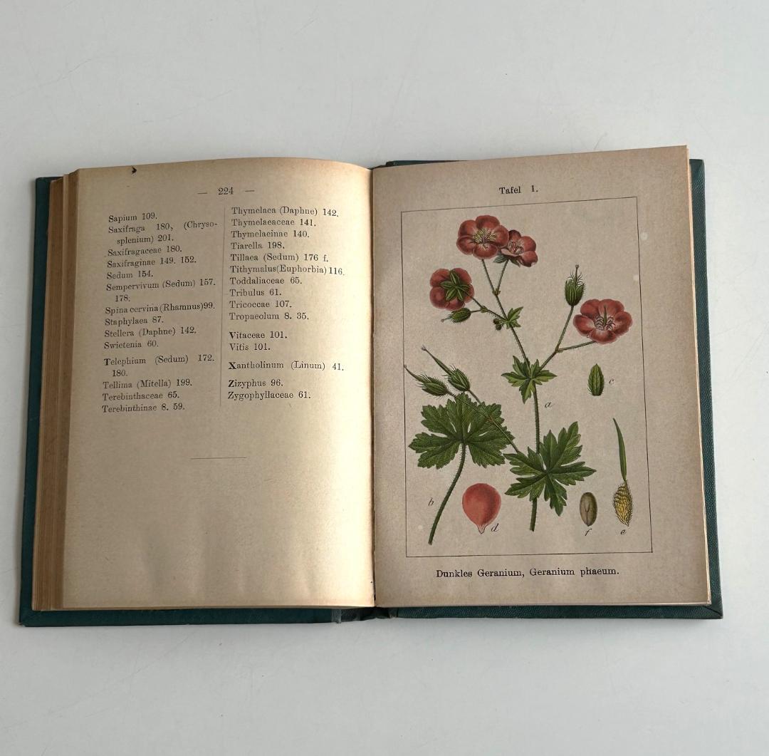 １９０２年　石版印刷　ボタニカル　植物解剖図　植物図鑑　アンティーク