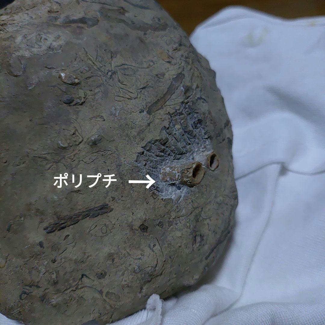 北海道アンモナイト異常巻き