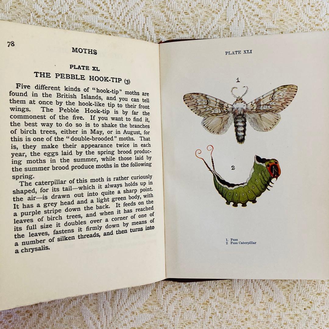 洋書　古書　イギリスの蝶と蛾の図鑑　優雅なカラー図版と趣のある美しい装丁♡