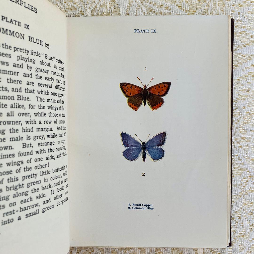 洋書　古書　イギリスの蝶と蛾の図鑑　優雅なカラー図版と趣のある美しい装丁♡