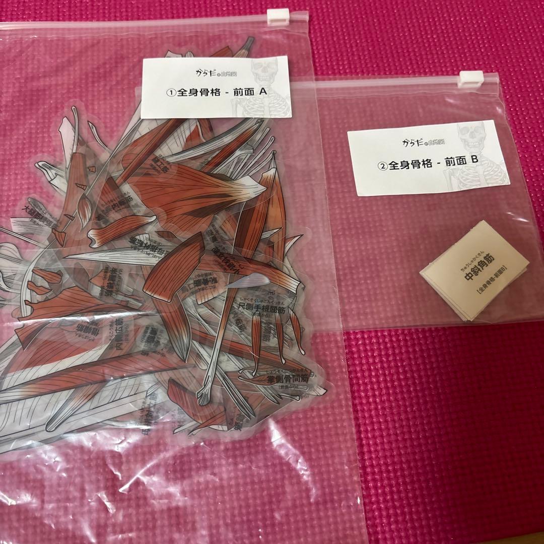 カラダの白地図 筋肉・付着部の解剖冊子