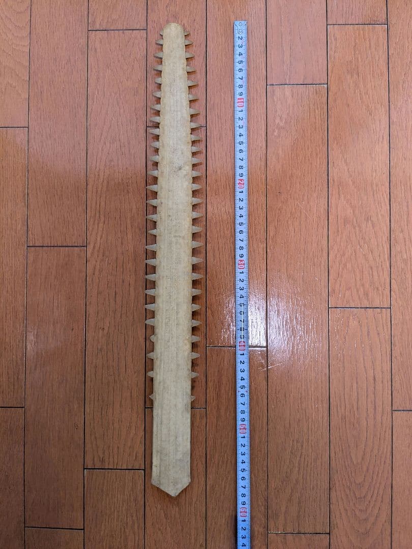 ノコギリエイの吻　約58㎝