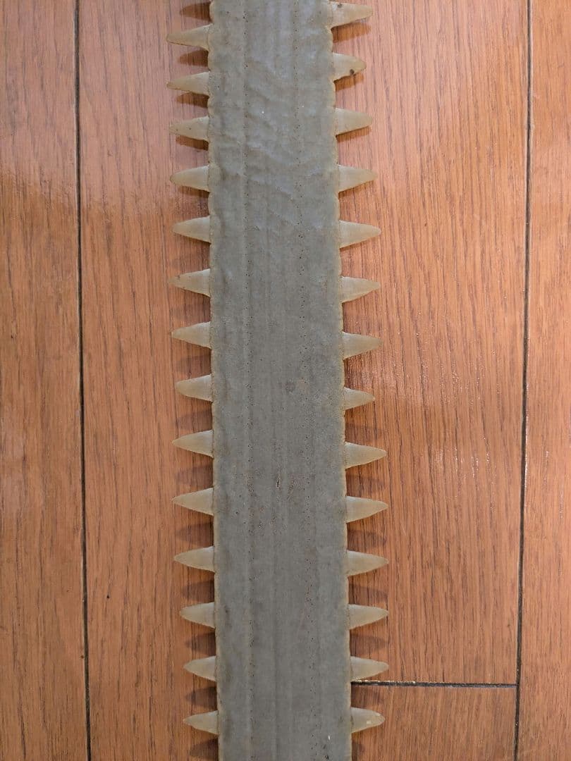 ノコギリエイの吻　約58㎝