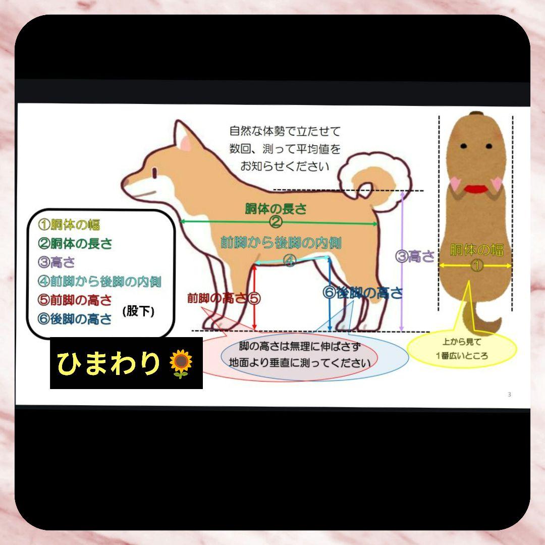 ママ　チワワ4輪　リハビリ　食事補助　犬用車椅子　介護用　犬の歩行器