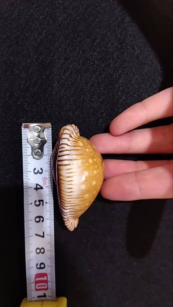K*e様 クロユリダカラ　6.5cm　オマケ付き　レア