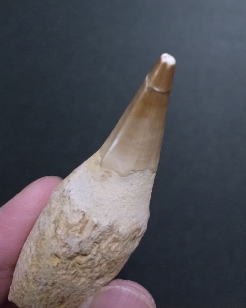 【お買い得・本物】モロッコ産モササウルスの歯 根付3本セット7.5〜9cm