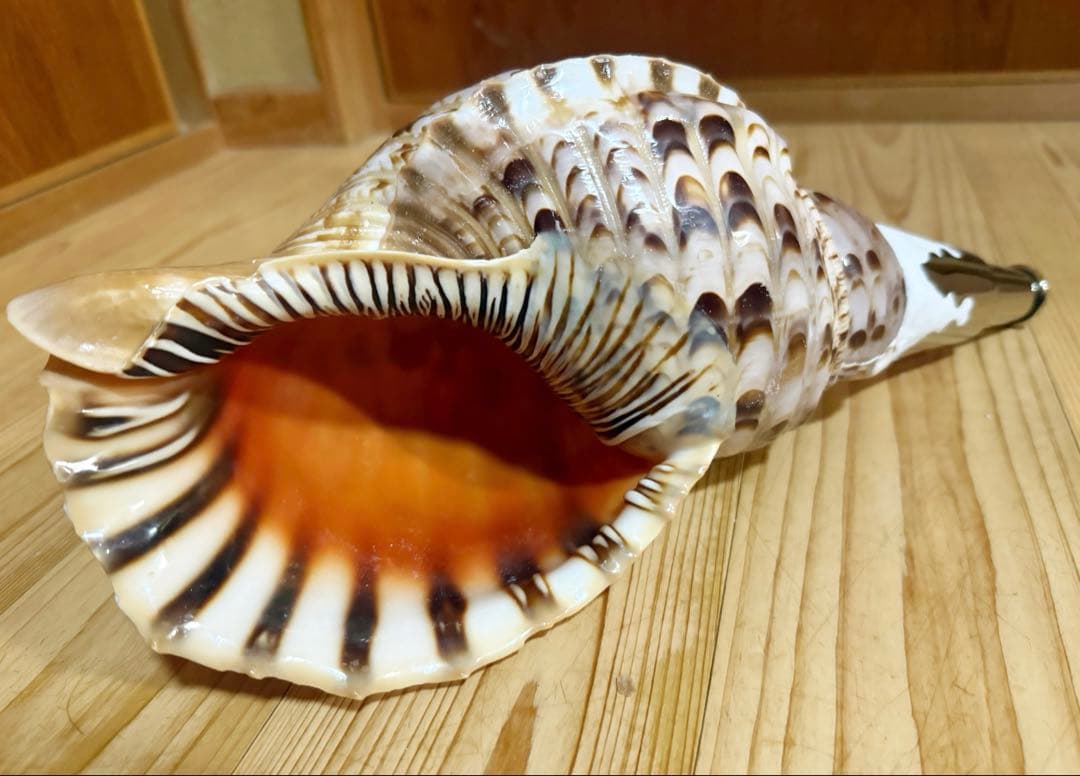 修験道法螺貝36.5㎝　山伏　密教　魔除け　熊よけ❣️ホラガイ　ほら貝
