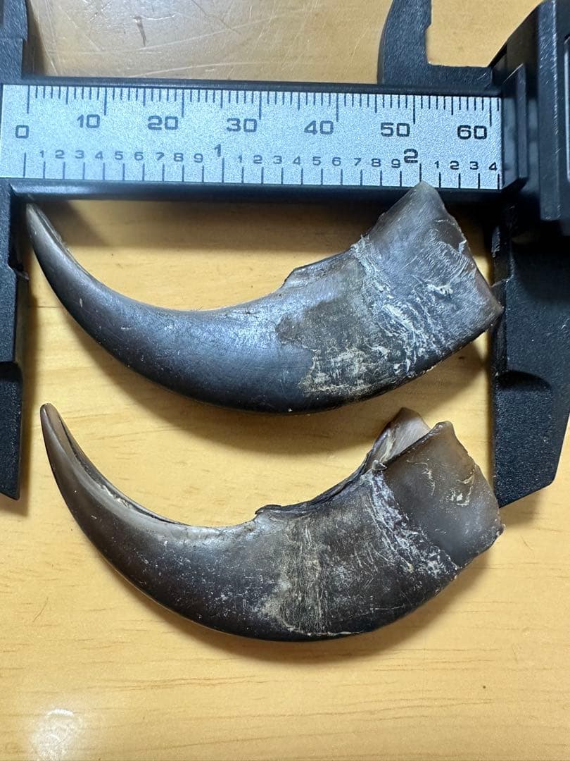 KITUNEAME 熊の爪 熊爪 熊手の爪 3本＆交換分2本