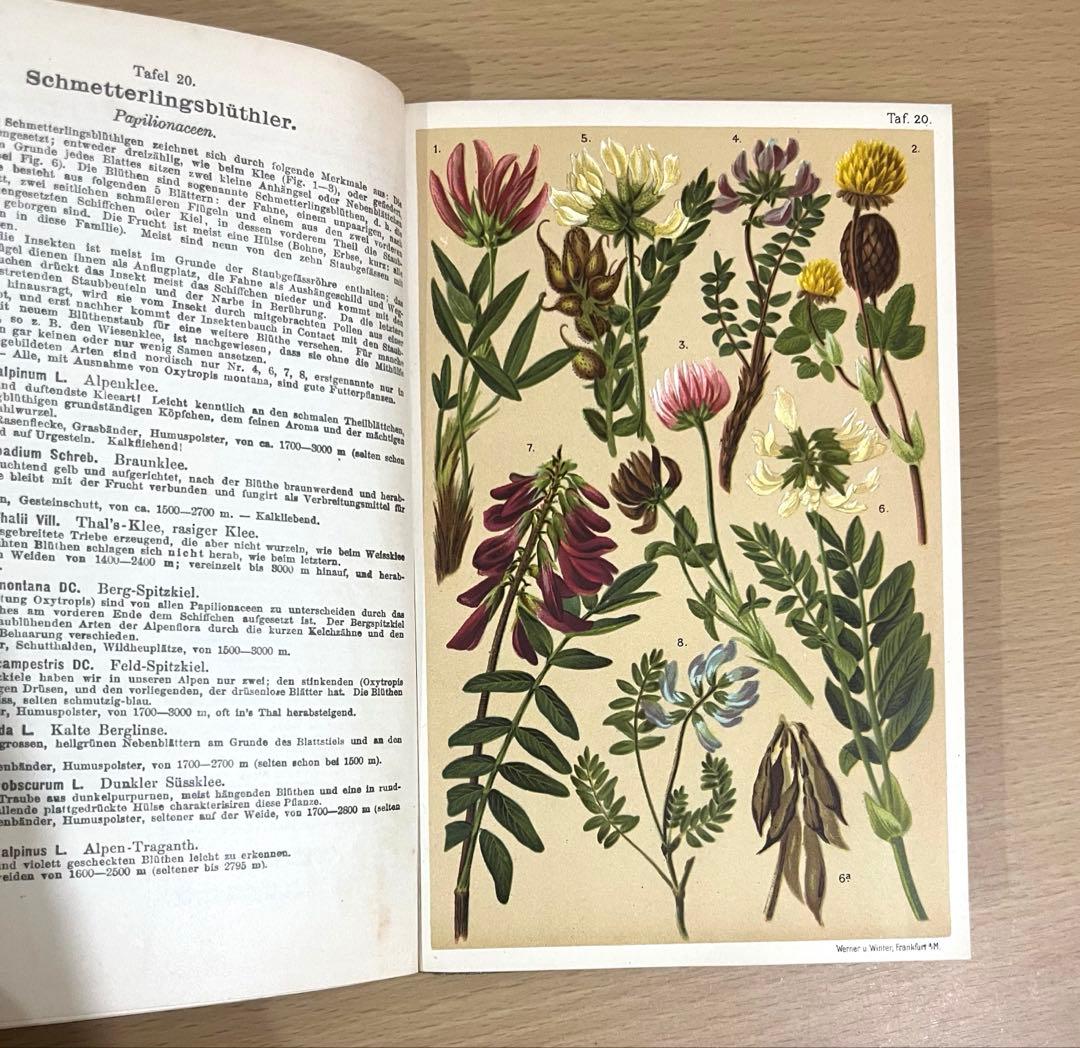 No.351 ドイツ アンティーク 洋書 ボタニカルアート 植物図鑑