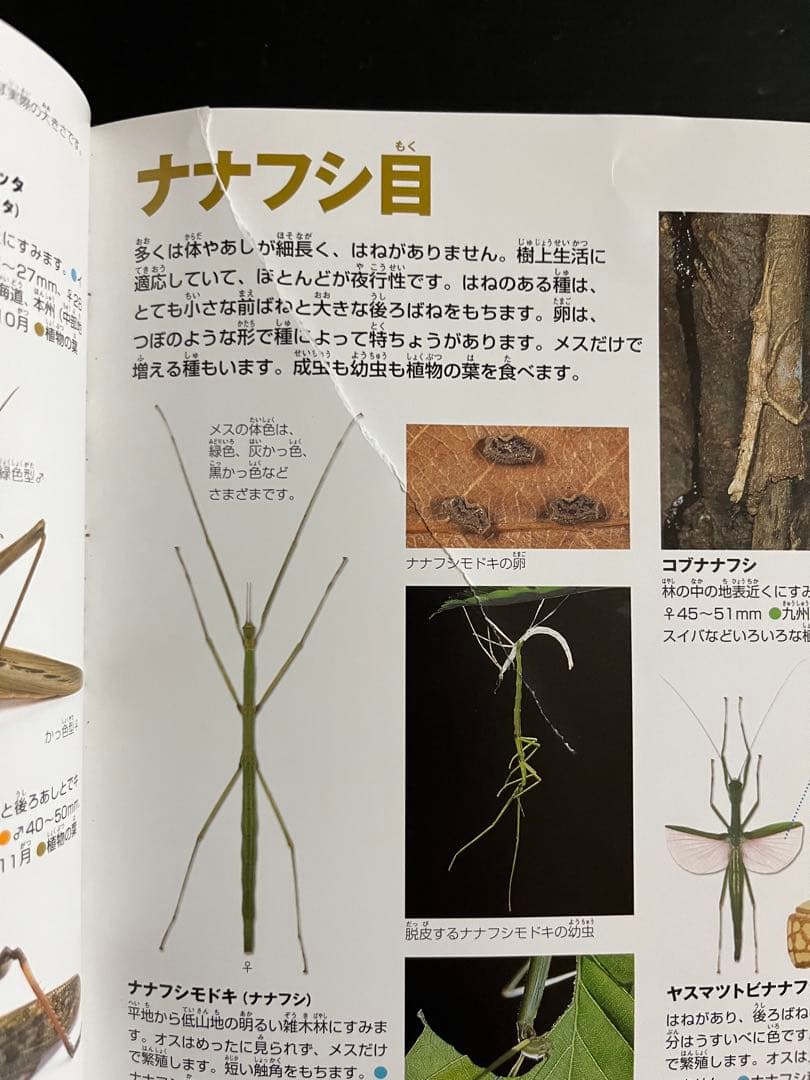 【最終価格】小学館の図鑑NEO 9冊セット＋講談社の動く図鑑 1冊 まとめ売り