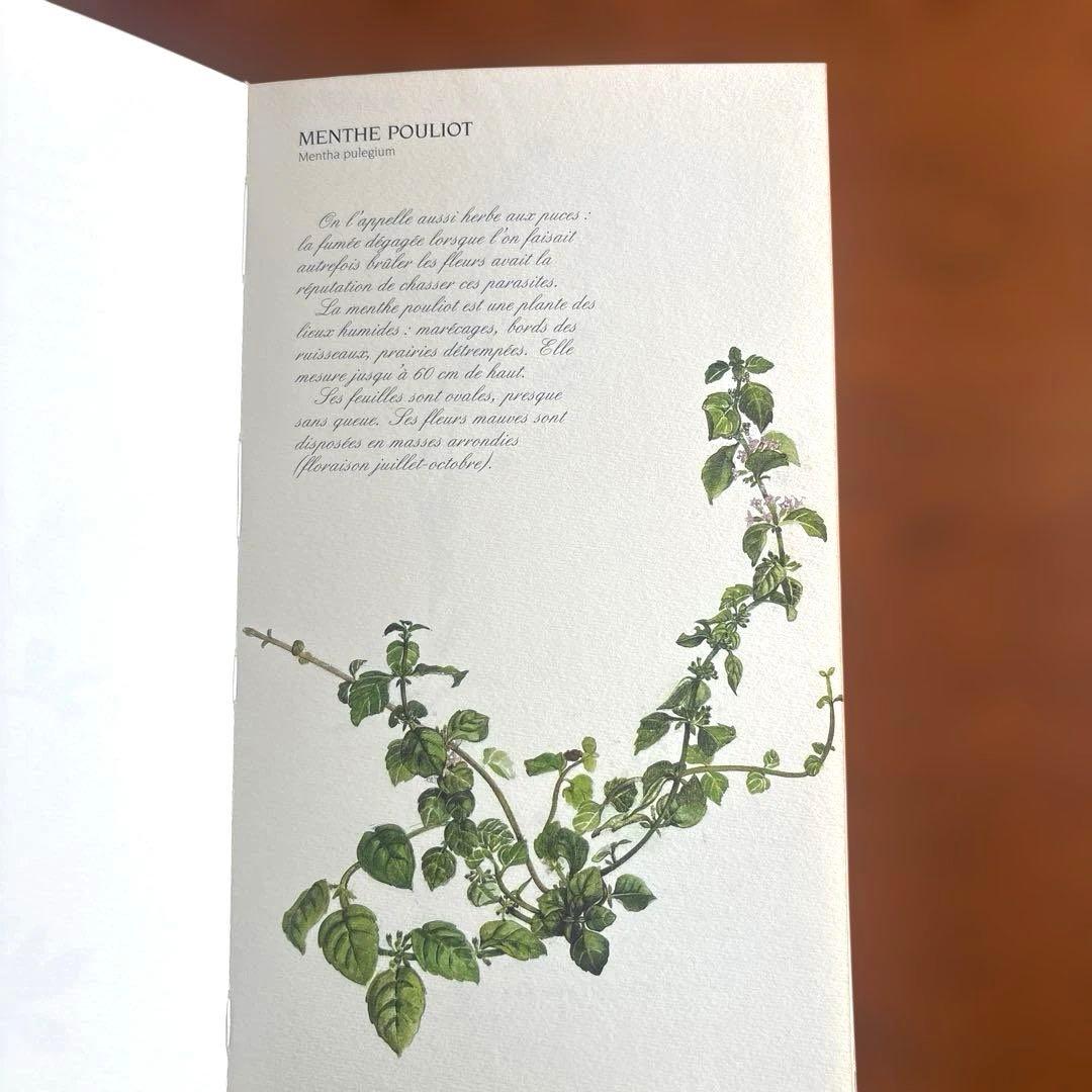 洋書古書　希少！フランス ナタン社の植物図鑑 額装向けハーブ植物画多数