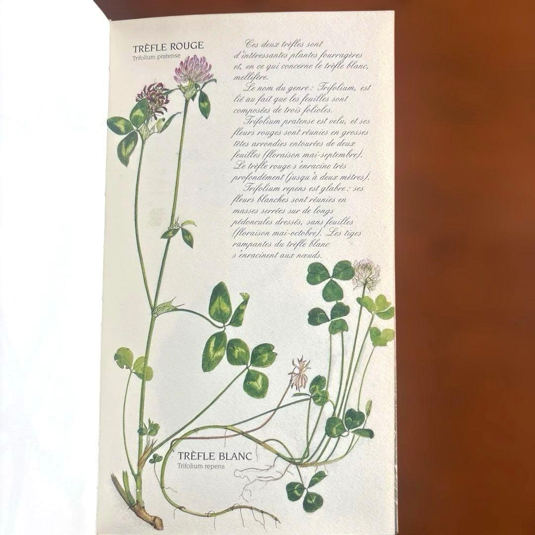 洋書古書　希少！フランス ナタン社の植物図鑑 額装向けハーブ植物画多数