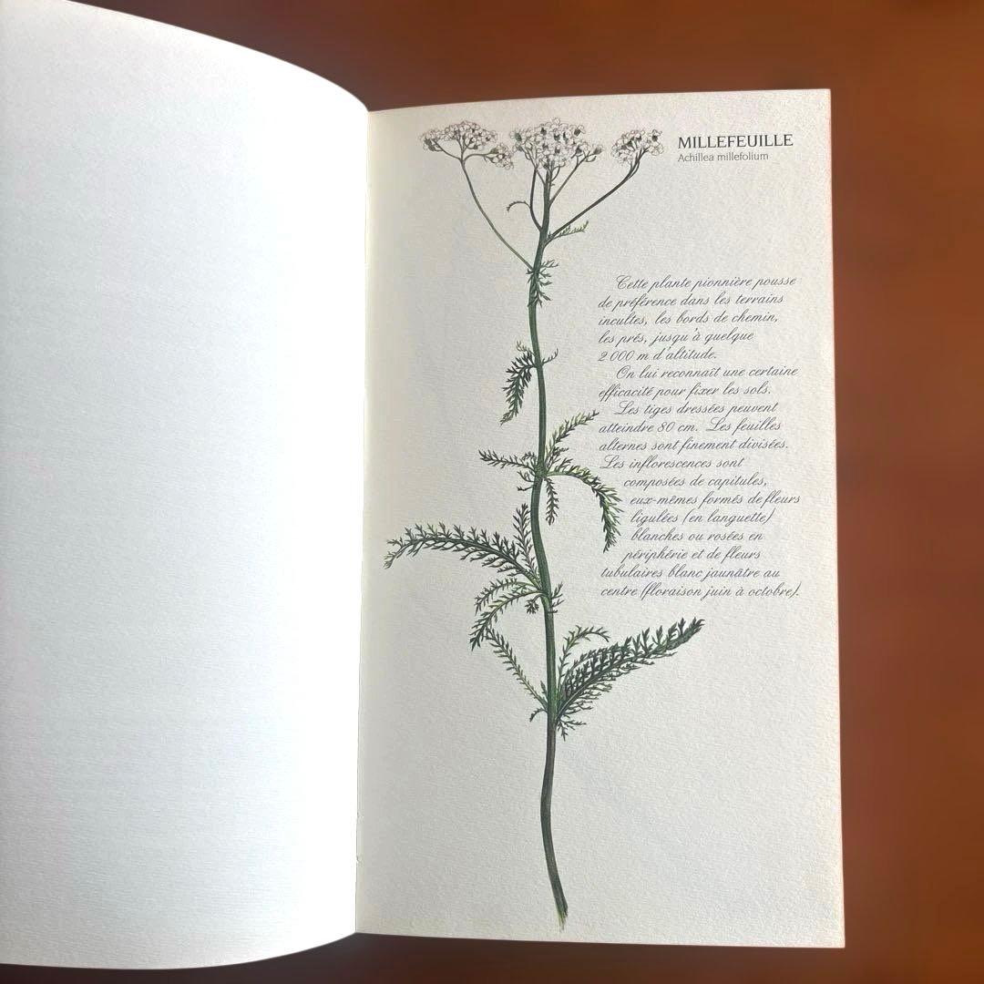 洋書古書　希少！フランス ナタン社の植物図鑑 額装向けハーブ植物画多数