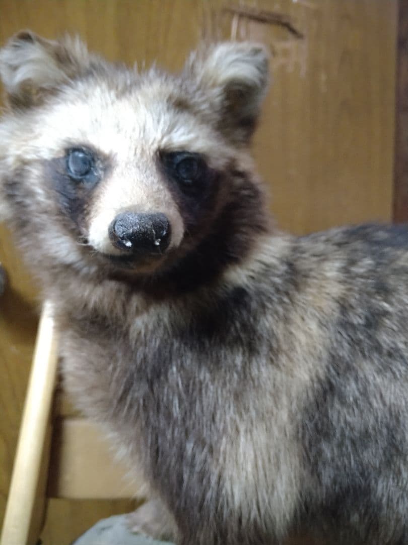 狸の剥製　本物