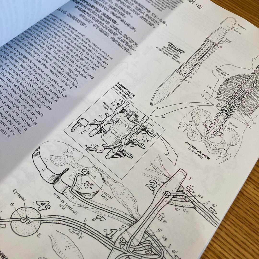 洋書　The Anatomy Coloring Book 人体　解剖　ぬりえ
