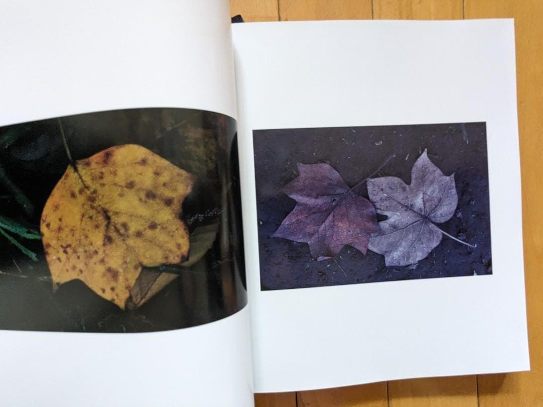 落葉　写真集　ACCUMULUS　by　MASAO OHTA　オオタマサオ