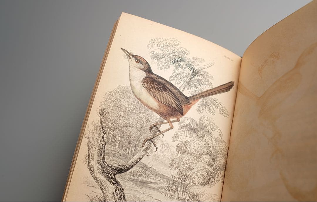 19世紀にイギリス 出版 鳥に関する自然史の書籍 アンティーク古書