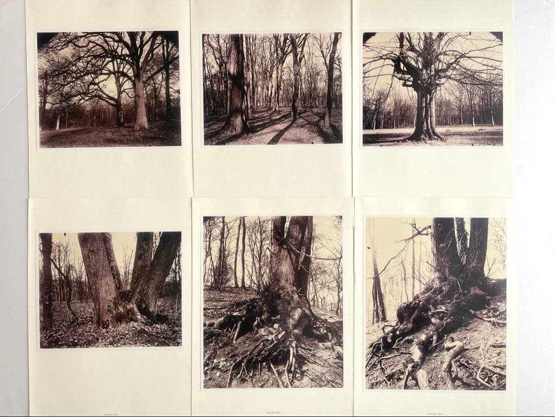ウジェーヌ・アジェ trees 写真集 樹木　フランス　額装素材
